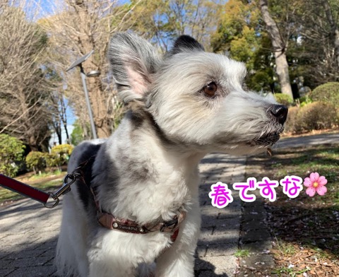 お散歩日和