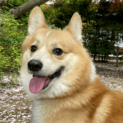 コーギーMix  まろんちゃん