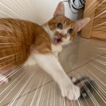 遊ぶ猫さん