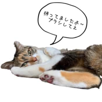 待ち猫