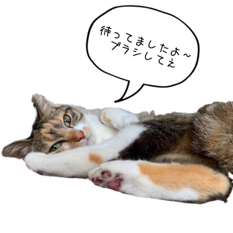 三毛ネコ姉妹