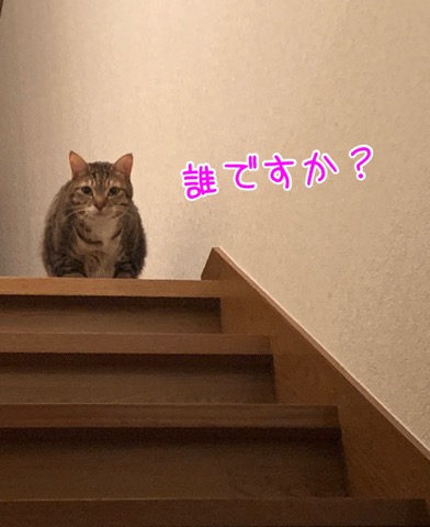 久しぶりのお留守番