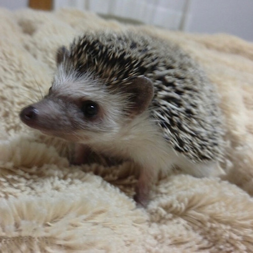ハリネズミ・メイちゃん