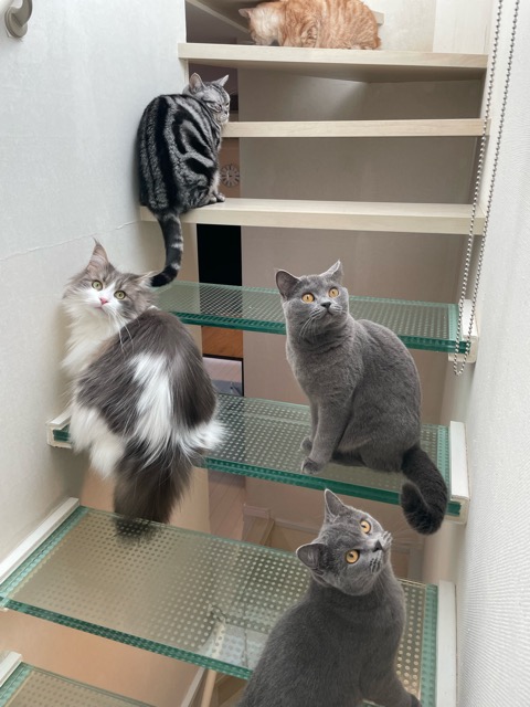 モヘアくんご一家