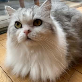 銀さん猫