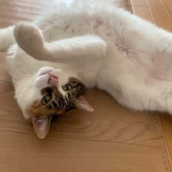 お迎え猫参加