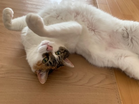 いらっしゃい