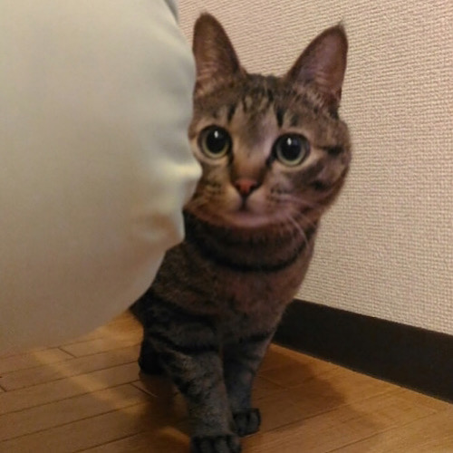 Mix猫・タローくん