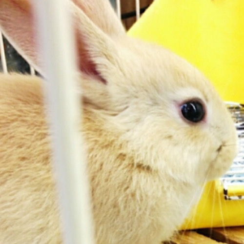 うさぎ・ティナちゃん
