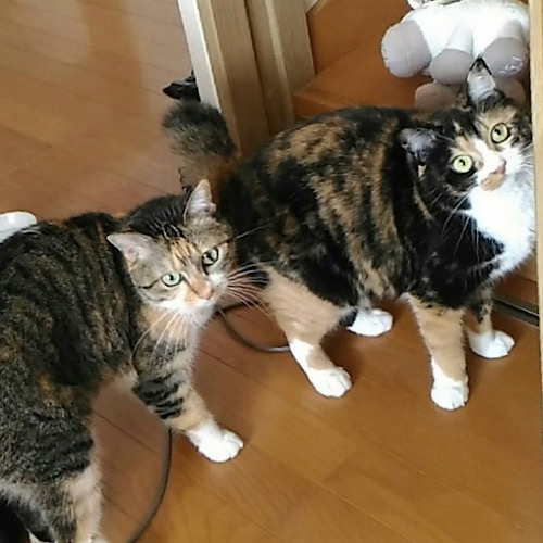 Mix猫　２匹