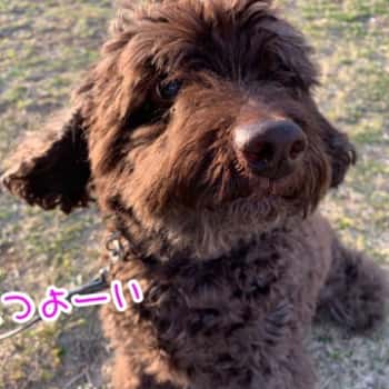 トイプードル