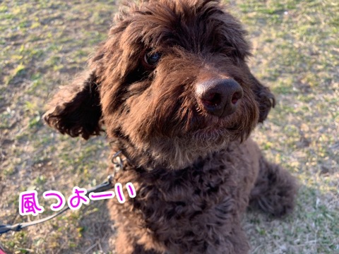 走る！