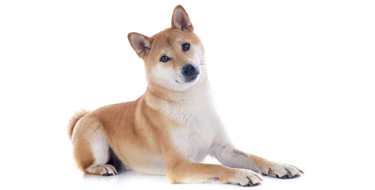 ワンちゃんのサービス内容