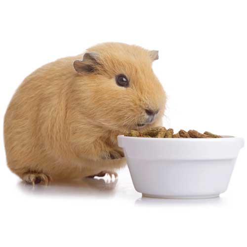 お食事・お水の用意