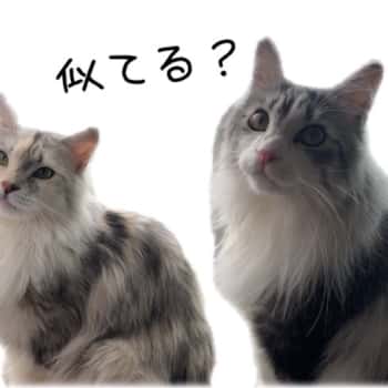 ねこ