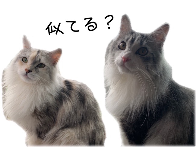 仲良し姉弟ネコさん
