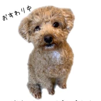 犬
