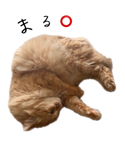 お迎えネコさん