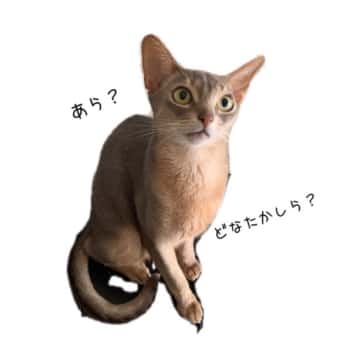 ネコ