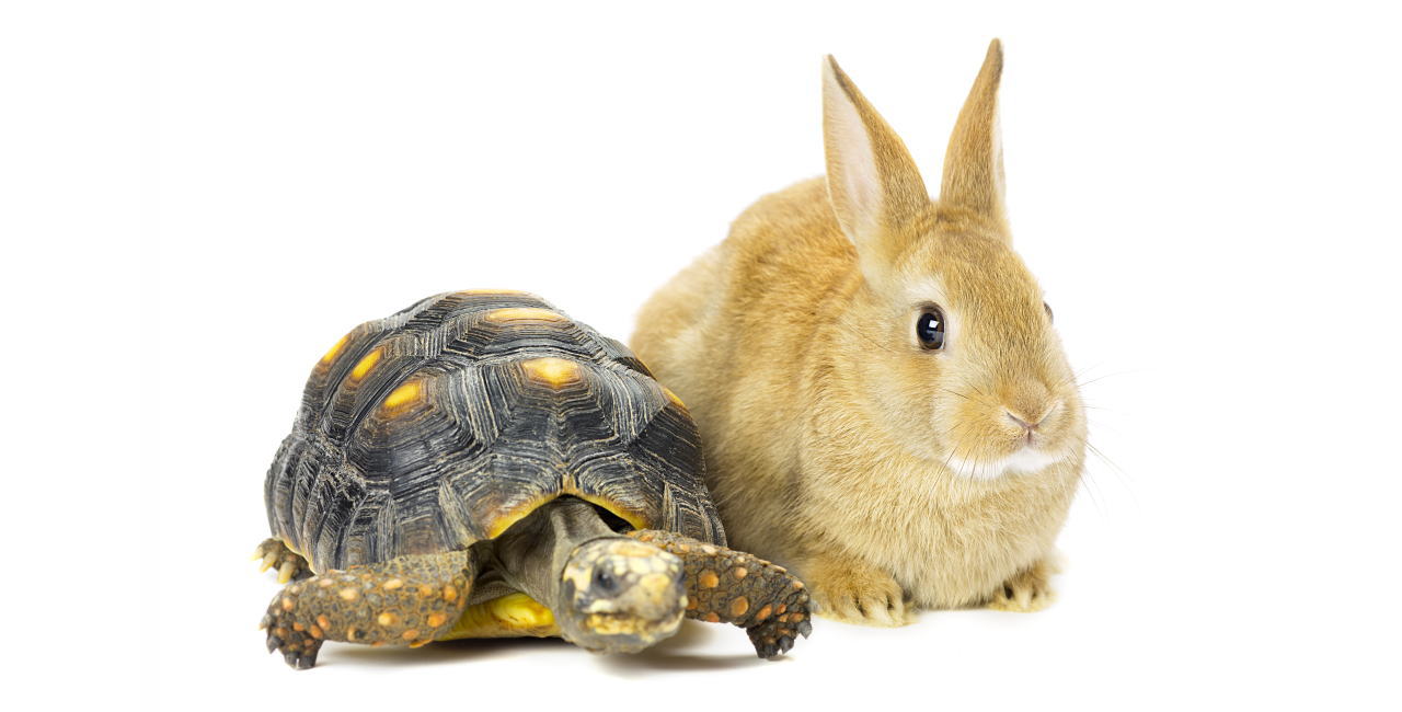 小動物・爬虫類のサービス内容